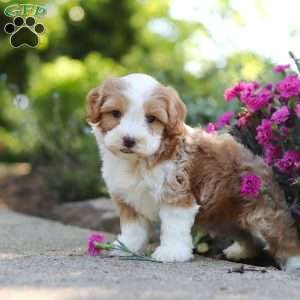 Baxter, Cavapoo Puppy